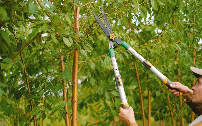 Tree trimming in Advance, IN